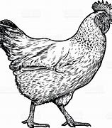 Image result for Chicken Drawing Jpg