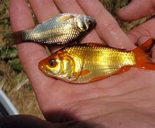 Image result for Cypriniformes