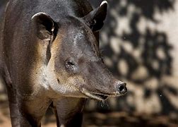 Image result for Tapir Lips