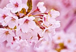 Image result for What IA Cherry Blossom Flower