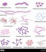 Image result for Common Bacteria