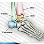 Image result for Joint Surfaces Ankle