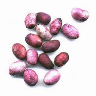 Image result for Jamun Seeds