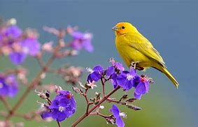 Image result for Boy with Yellow Bird Joy Hester