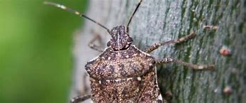 Image result for Stink Bug Catcher