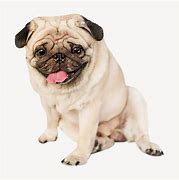 Image result for Pug Dog Design