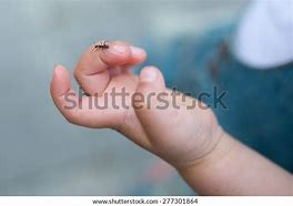 Image result for Ant Hand