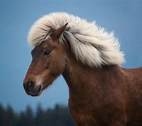 Image result for Horse Mane Haircut