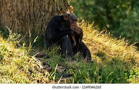 Image result for Chimpanzee Eating Grass