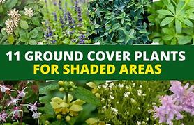 Image result for Ground Cover for Shaded Areas