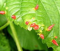 Image result for Eriophyid Tiliae Mite