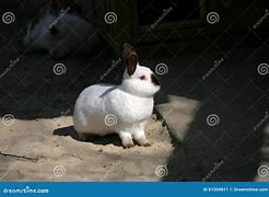 Image result for Siamese Rabbit