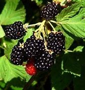 Image result for Growing Blackberries in Wisconsin