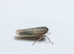 Image result for Leafhopper Pic