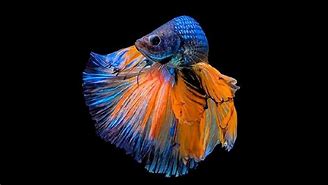 Image result for Ikan Laut Kecik