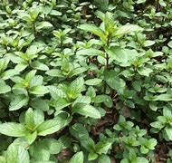 Image result for Creeping Mint Ground Cover