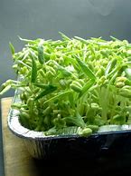 Image result for Grow Mung Bean Sprouts at Home