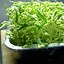 Image result for Grow Mung Bean Sprouts at Home