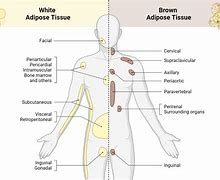 Image result for Adipose Tissue Depots