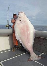 Image result for Biggest Halibut Fish