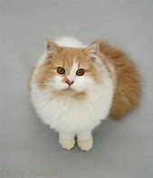 Image result for Fluffy Ginger Cat