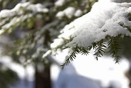 Image result for Branches in Winter