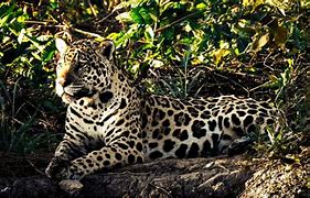 Image result for Jaguar Mythology