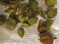 Image result for American Beech Tree Nuts