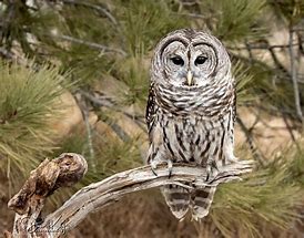 Image result for Barred Owl Gifts