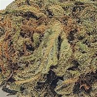 Image result for OG Kush CBD