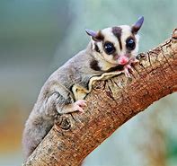 Image result for Adorable Sugar Glider