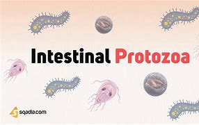 Image result for Intestinal Protozoa