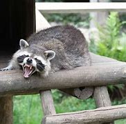 Image result for Raccoon Dangerous