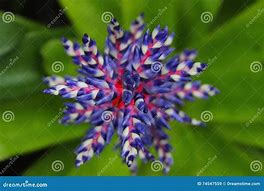 Image result for Blue Tango Flower