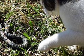 Image result for Cat Snake Bite