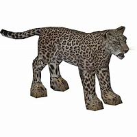 Image result for Sinai Leopard