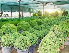 Image result for How to Grow Buxus Plants