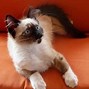 Image result for Calico Siamese Cat