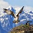 Image result for Osprey Flying