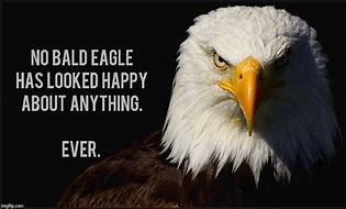 Image result for Eagle Eye Funny Meme