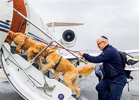 Image result for Dog Fighter Plane