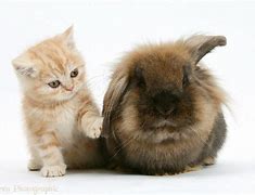 Image result for Ginger Lionhead Rabbit Jumping