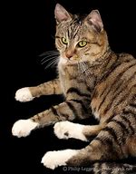 Image result for Taxidermy Cat