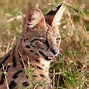 Image result for Side Profile of Serval Cat