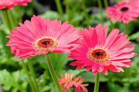 Image result for Gerbera Daisy Flower