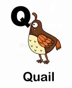 Image result for Quail Pixabay ABC