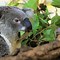 Image result for Koala Bear Images. Free