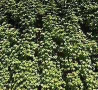 Image result for Ivy Plant Wall