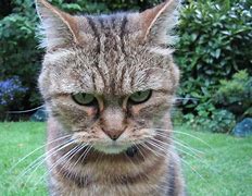 Image result for Angry Cat Funny