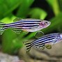 Image result for Fish Ulcer Danio